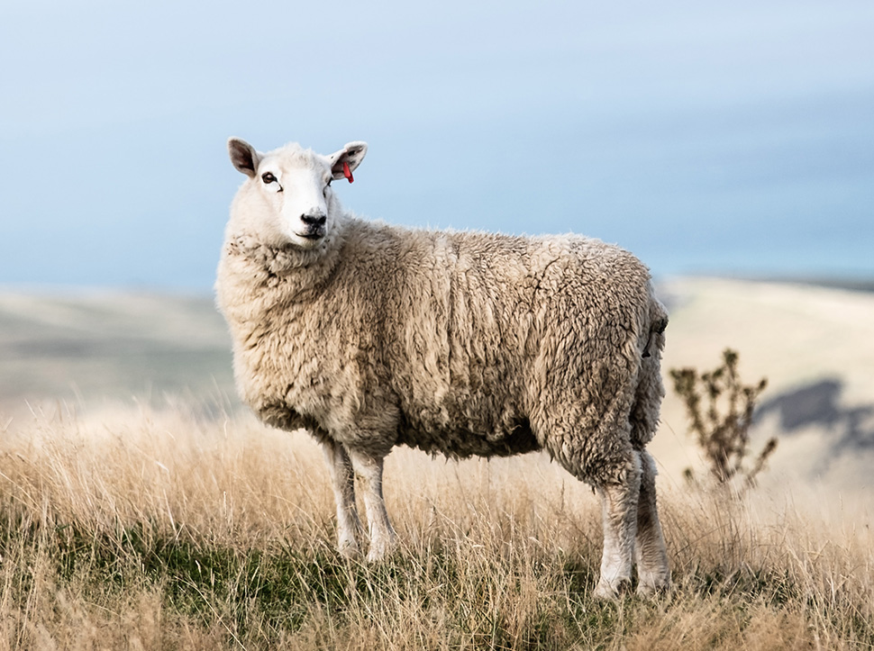 Benefits of wool